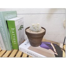 미마 희귀다육화분 흰색선인장 백성선인장 분갈이 완료된 화분, 백성선인장분갈이토분세트