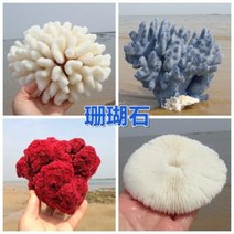 철갑상어키우기 구피암컷 베타암컷 천연 산호 화초 돌패각 소라껍데기 조경 가구 장식, 09 백산호 2022cm 정도