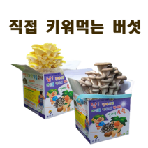 느타리 노루궁뎅이버섯 키우기(교육용키트), 노랑느타리