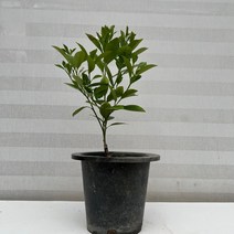 [다은꽃농원]황금열매 유주나무 과실수 달콤한 향 키우기쉬운 실내공기정화식물 관상수 인테리어