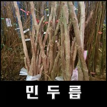 없음 민두릅, 1개