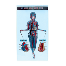 인체혈액순환계모형(포리카본재질)