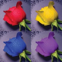 8000 크리스탈 십자수 1335 노란 장미, 노란장미, 1p