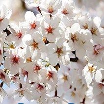 순희농장 겹왕벚묘목 왕벚나무묘목 포트1m 조경수 정원수, 겹왕벚나무1m전후  (포트 1개), 1개