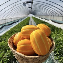 성주참외 당도보장 고당도 꿀참외, 2kg가정용(꼬마)(10~13과)