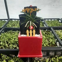 [숯돌꽃] 숯화분 숯부작 숯분재 미니 숯부작 사각화분