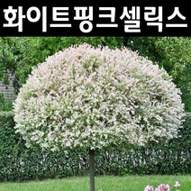무늬버들/화이트핑크셀릭스 나무 묘목 삽목3년 뿌리 5개/정원/공원/조경수