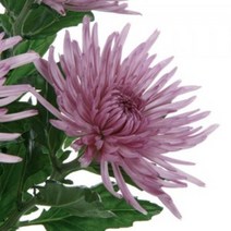 [어린모종]국화(절화국화) : 8cm분, 아나스타샤 라일락, 1개