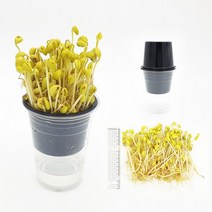 사이언스피아 우리집 콩나물기르기 재배키트(5인세트)