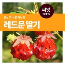 마이플랜트 [마이플랜트]레드문 딸기 씨앗 100립 열매 과일 텃밭화분, 1개