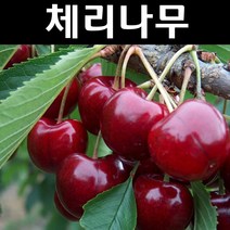 체리(라핀/자가수정) 접목1년(뿌리) 1개/나무 묘목/과실수/유실수
