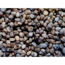 산양삼씨앗 50개 개갑삼씨앗 장뇌삼씨앗 인삼씨앗 묘삼새싹삼