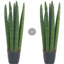 트리앤 1+1 산세베리아 수퍼바 금전수 스투키 공기정화식물 미세먼지식물, 11. 1+1 스투키 25cm-7촉이상 1개