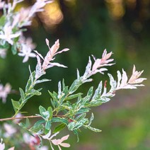 셀릭스 묘목 / 화이트핑크 샐릭스 / 무늬버들 / 크기 R6 (차량비 별도) 유럽 최고인기 조경수 FG303, 1개