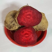 비트 10kg 5kg 국내산 백산상회