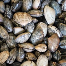 고창 하전갯벌 참 바지락 조개 5kg, 단품, 05. 바지락 조개 5kg