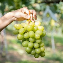 김천샤인머스켓, 샤인머스켓1kg(1-2수)