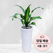 에코플랜트 실내공기정화 식물 개업식 집들이 거실 인테리어화분 사무실 이전 축화화분[서울.경기 평일 당일배송]<토요일 오후 일요일 주문건 월요일배송>, 02. 맛상게아나, 1개” class=”wr-img”></a></div></p></div></p></div></p></div><div class=