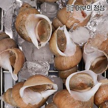 [어부의정성] 백고동 (대) 1kg(10-15미), 생물, 생물