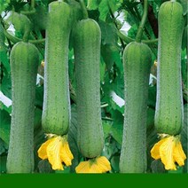 채소 씨앗 수세미 씨앗 등나무 채소 가정 베란다 정원 재배 수세미 약 10알(원 공장), default