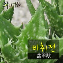 허브여울다육 비취전 (핑크알로에 목성알로에/여교) 지름 9cm 소품화분, 1개