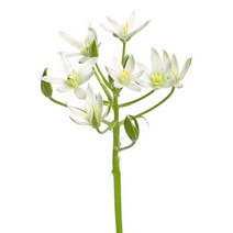 유홍아트 오니소갈룸 No1 플라워 인테리어 식물 액자 30호(91x65cm) (5661582), 프레임액자(골드)