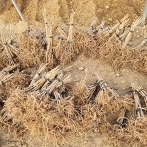 [모든원예조경] 민두릅나무 묘목 (키30cm전후) 두릅묘목