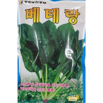베테랑시금치500g 씨앗/노균병에 저항성을 가진 품종/내서성이 강하고 고온에서도 생육이 좋은 시금치/동원/가람종묘사