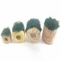 모스볼활착 링여과제 초보음성수초키우기, 2번 1.6 x 1.5 도토리
