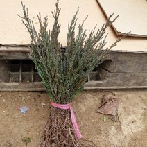 스카이로켓 묘목_10주 / 2년생 (향나무)