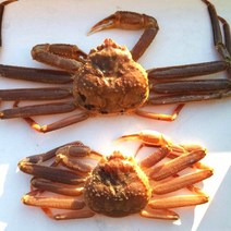 선주직송 영덕 대게 활 박달대게 시세 택배 맛집 배송, 박달대게 900g 내외