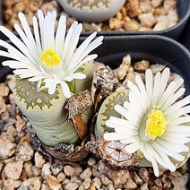 살리콜라 리톱스 꽃 2두 예쁜 다육 식물 다육이 랜덤125, 단품