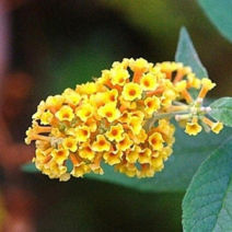 도은들꽃 노란 붓들레아 외목대/썬골드/장기개화