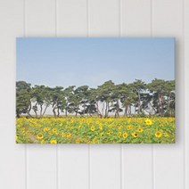 cq267-풍수에좋은소나무와해바라기 중형노프레임