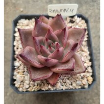 [별이네 다육] 다육 레드에보니, 1개