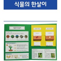 강남콩 옥수수 한살이 자라는 과정 기초과학 책만들기 교구 과학교실 돌봄