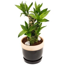 아침향기 공기정화식물 도토리화분 40종, 도토리 스카이블루, 연화죽