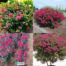 목하원예조경 배롱나무 백일홍나무 묘목 왜성백일홍 (무카)20cm전후