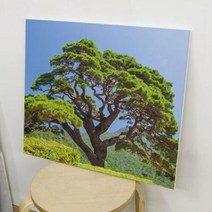 아트박스/꾸밈 ga680-캔버스액자53x45.5_풍수건강을가져다주는소나무