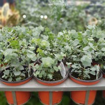 식물 공장 10개 식물도매 대량구매 유칼립투스블랙잭 소품 미세먼지제거식물 플랜테리어 실내공기정화식물 29