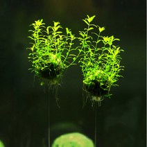 수초-벌룬 펄 그라스(S)-떠오르는장식 어항 수족관 수중식물/헬로아쿠아