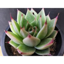 정화다육 다육식물 우리연느