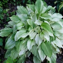 뿌리/옥잠화(호스타)-화이트피더/분얼 1개 B981