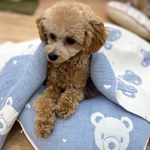 해피앤퍼피 강아지 이불 4중 요르거즈 천연면 블랭킷 이불 베개 사계절용 외출시 필수품 강아지집, 8.푸푸사각베게_블루