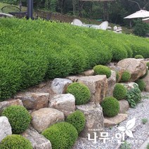[나무인] 회양목 모아심기용 10그루