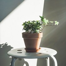 무늬 아이비, 무늬 아이비 + 독일토분 마블 회색 (받침포함)