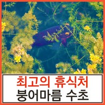 수초하우스) 붕어마름(급성장종), 5촉
