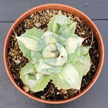 꽃다리 왕비뇌신금 91 다육식물 선인장 아이만배송
