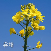 코리아팜 유채(가을)50g