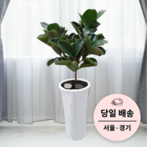 에코플랜트 실내 공기정화 식물 개업식 사무실 이전 승진 까페 개원 집들이 선물 개업 축하 화분 배달 [서울 경기 당일배송]<토요일 오후 일요일 주문건 월요일배송>, 06. 고무나무(가지), 1개” class=”wr-img”></a></div>
</div>
</div>
</div>
<div class=